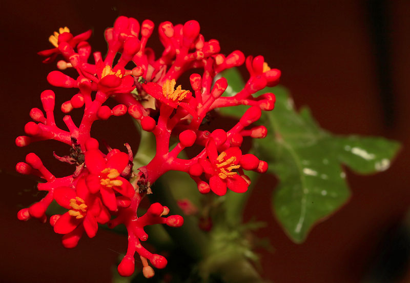 Jatropha podagrica